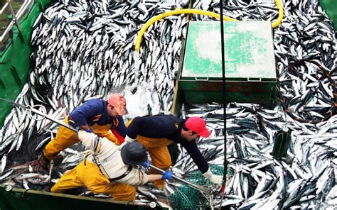 Produce Espectacular Avance De La Pesca De Anchoveta En Región Norte