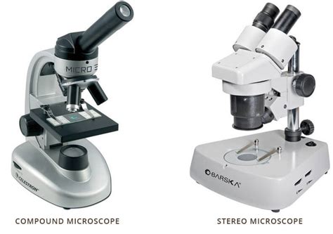 Compound Microscope Vs Stereo Microscope Microscope And Laboratory Equipment Reviews