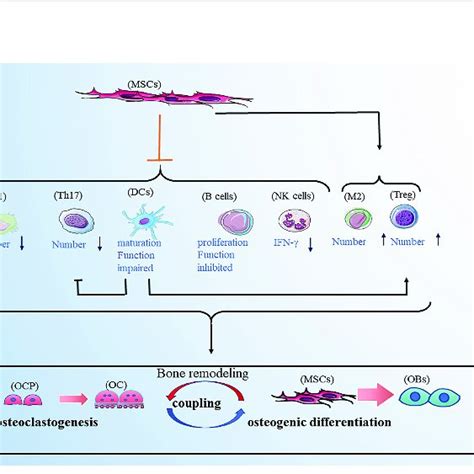 Bmscs Have Immunoregulatory Function By Affecting The Immune Cells