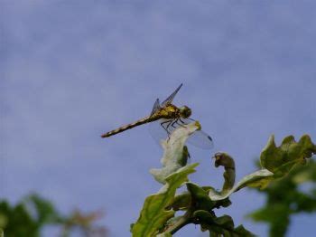 Dragonfly (Common Darter) - Let's Go Wild