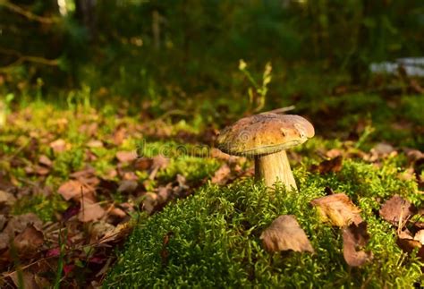 Boleto De Pino Rey En Musgo En El Bosque Micelio Hongo De Hongos