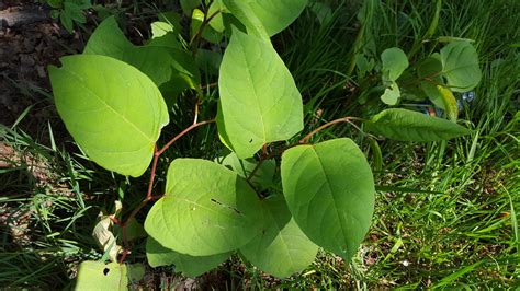 Japanese Knotweed On Construction Sites Japanese Knotweed Ltd