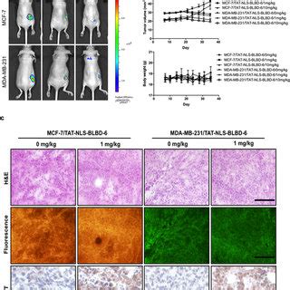 Tat Nls Blbd Inhibits Tumor Growth In Nude Mice Mcf Gfp Or