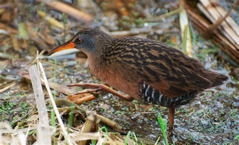 NW Bird Blog: Virginia Rail