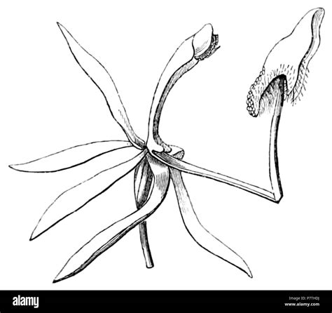 11 A Sketch Of The Vegetation Of The Swan River Colony Figure 3 Stock