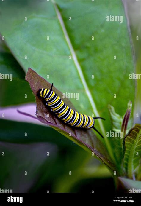 Caterpillar Eating A Leaf Hi Res Stock Photography And Images Alamy