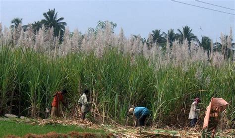 Где растут ягоды слаще сахара? | Неизвестное об известном - интересные ...