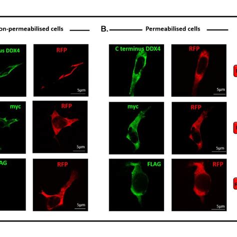 The C Terminus Of DDX4 Is Expressed On The Cell Surface A I And