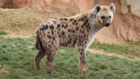 Hyena Habitat Facts