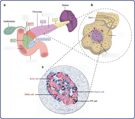 Chapter 12- The Pancreas Diagram | Quizlet