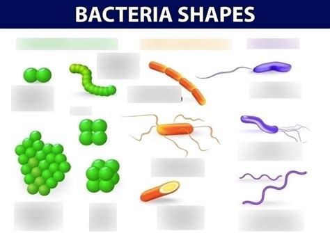 Bacteria Shapes Diagram Quizlet