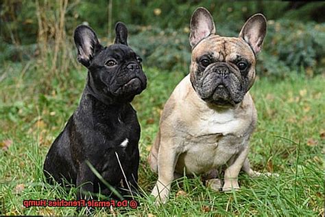 Do Female Frenchies Hump? – Allfrbulldogs.com