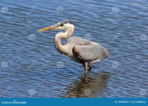 Great Blue Heron Stock Image Image Of Fishing Beak 74984087