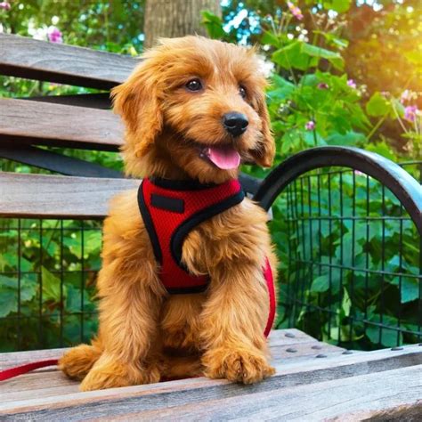 Mini Goldendoodle Sizing Up The Mini Poodle Retriever Mix Happy Go