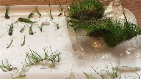 Propagating Dwarf Hairgrass Youtube