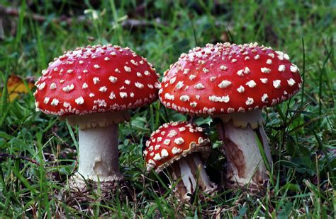 Mushrooms Fungus Lichens Moss And Molds Vhh Two Flickr