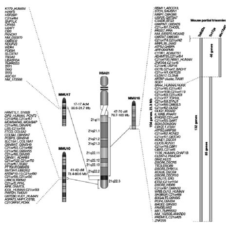 Chromosome 21 And Involved Genes In Down Syndrome Download Scientific