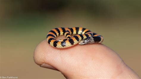 Cute Snek! : australia