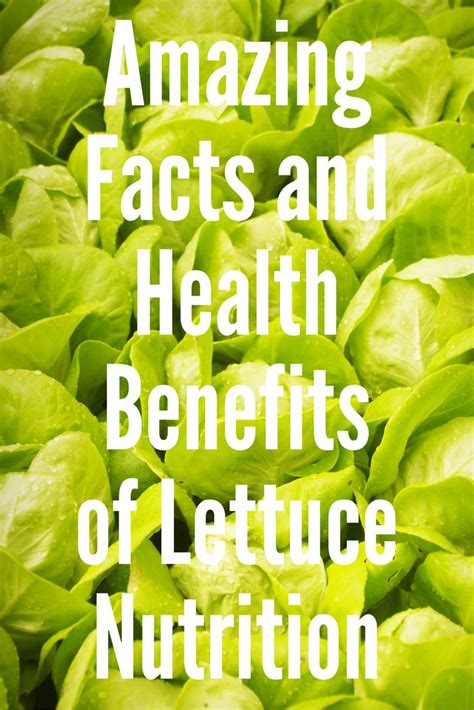 Amazing Facts And Health Benefits Of Lettuce Nutrition Lettuce