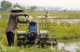 Petani Menggarap Sawah Datatempo