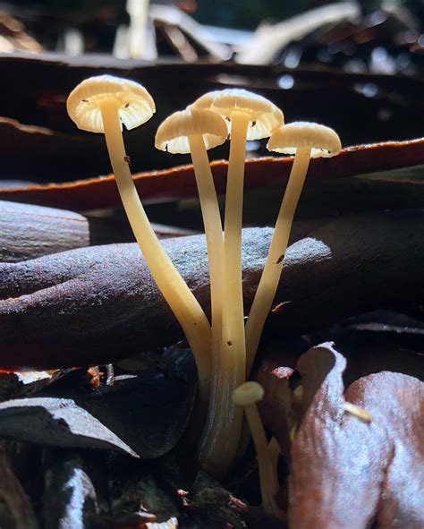 Common Gilled Mushrooms And Allies From Mount Glorious Qld Au On