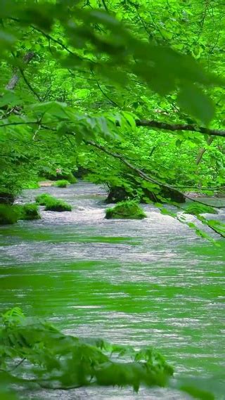 夏日护眼绿林流水风景手机动态壁纸 风景手机壁纸下载 元气壁纸