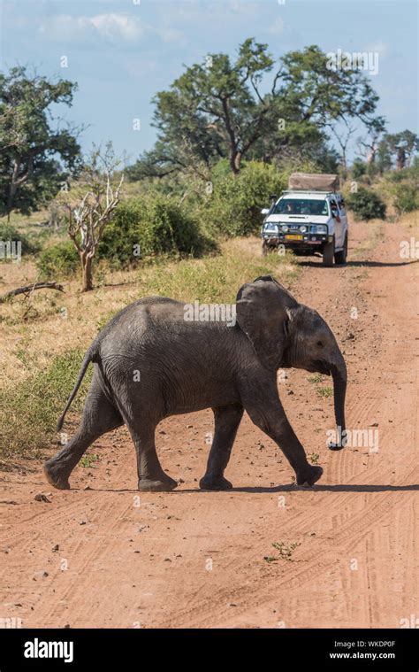 African Elephant Crossing The Road Hi Res Stock Photography And Images