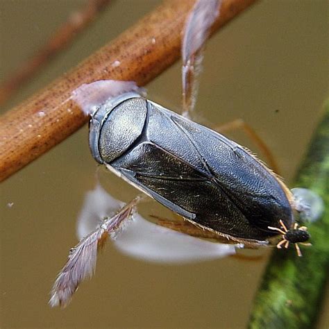 Water Boatman Facts And Information 2022 Corixidae Pond Informer