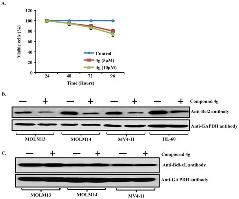 Expression Of Bcl 2 Proteins In Human Aml Cell Lines And Download Scientific Diagram