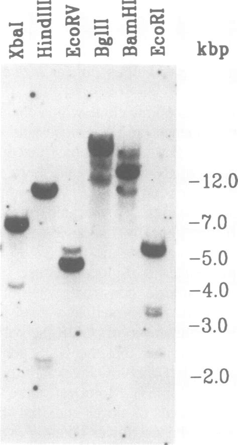 Southern Blot Analysis Of Petunia Genomic Dna Probed With Epf1 Cdna