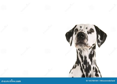 Het Portret Van Een Dalmatische Hond In De Hoek Van Het Beeld Dat