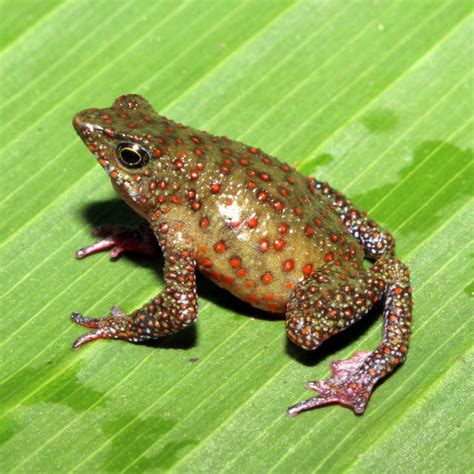 Despite Frog Killing Disease Researchers Discover New Frog Species