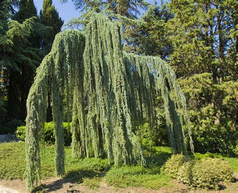 Blue Atlas Cedar Care Guide To Planting A Blue Atlas Cedar Tree
