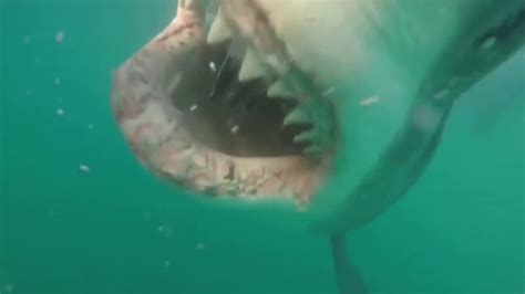 The Scariest Shark Attacks Caught On Camera,Must Watch!! - YouTube