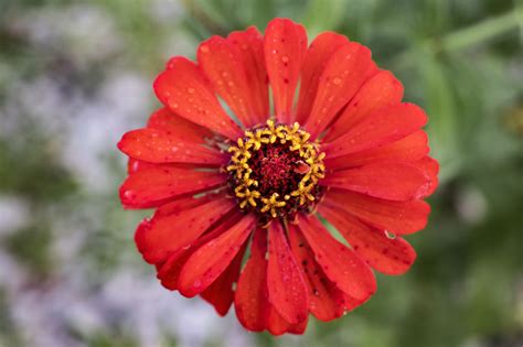 Elegant Zinnia from Km 4 5 Carretera Tizimín Rio Lagartos Kikil