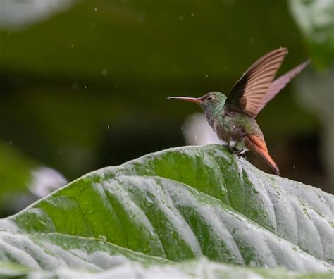 Imágenes De Colibri Cola Ancha Descarga Gratuita En Freepik