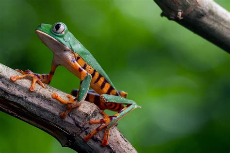 Top 10 Ecuador's sexiest frogs | Tropical Herping