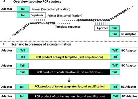 Scheme Of A Standard Two Step Pcr Approach In A Two Step Pcr Strategy Download Scientific