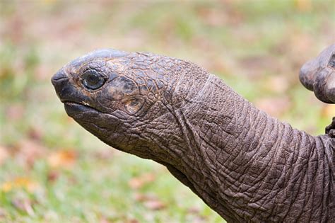 Giant Tortoise Head La Digue Seychelles Stock Photo - Download Image ...