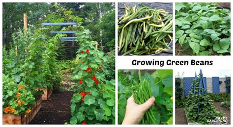 Growing Green Beans: In Garden Beds and Containers