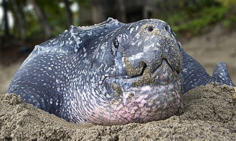 Face To Face With A Critically Endangered Leatherback Sea Turtle