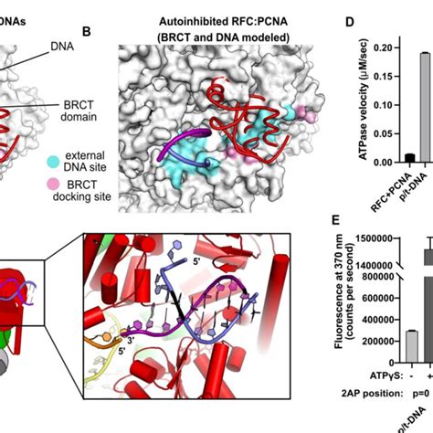 Structure Of Rfc Pcna Bound To Two P T Dna Molecules A Schematic Of