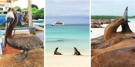 How To Visit The Galapagos Islands Without A Cruise A Complete Guide