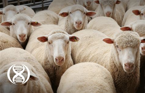 Genomic Solutions For Sheep Breeds Neogen Australasia