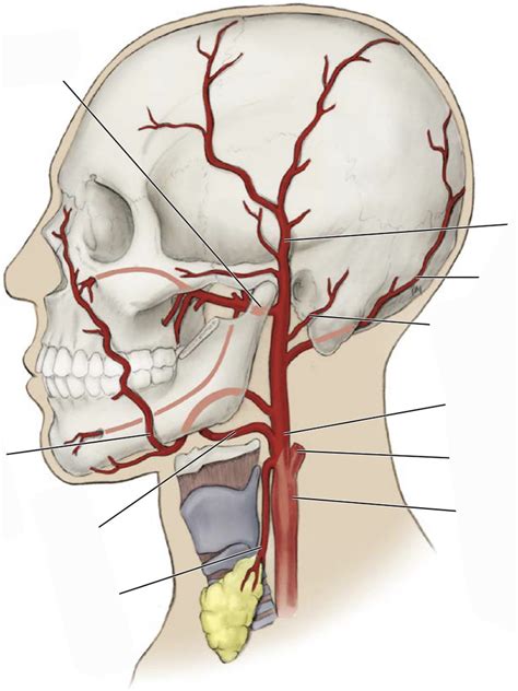 Vascular Diagram 2 Diagram Quizlet