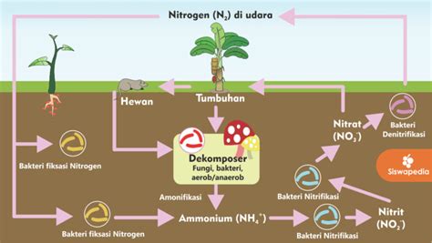 Proses Nitrifikasi Pada Siklus Nitrogen Imagesee