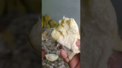 Jangan Dibayangkan Tapi Di Rasakan Saat Belah Duren Viral Duren