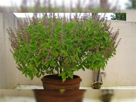 Tulsi Ke Upay Tulsi Plant With Shami Plant And Black Dhatura Plant