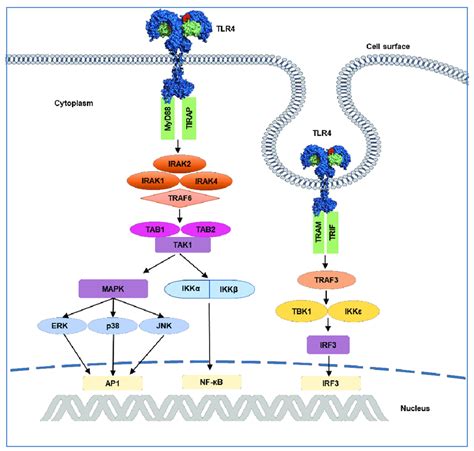 TLR4 Signaling Pathway