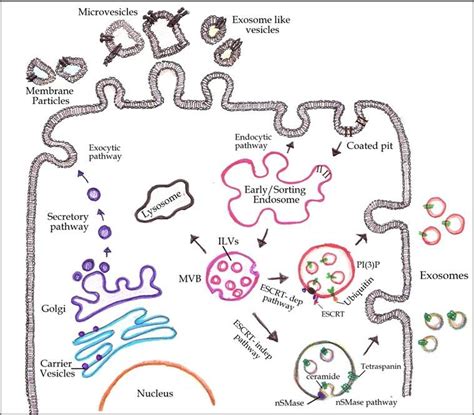 Schematic Representation Of Extracellular Vesicles Biogenesis The